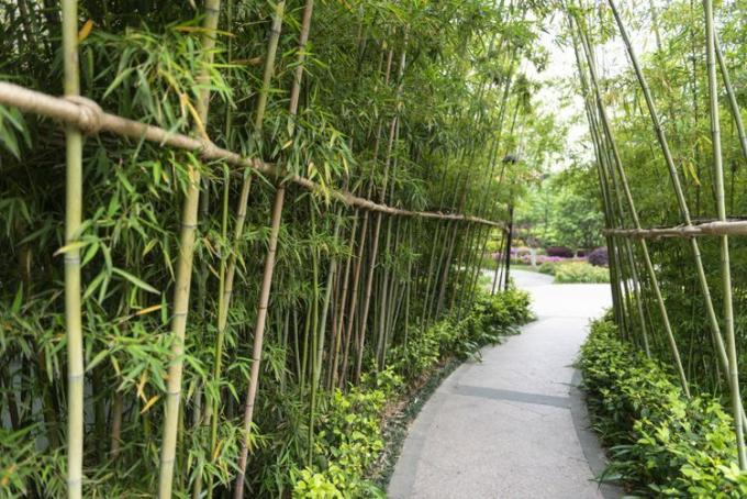 бамбукови паравани