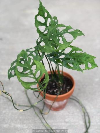 Monstera Olbiqua (перуанска форма)